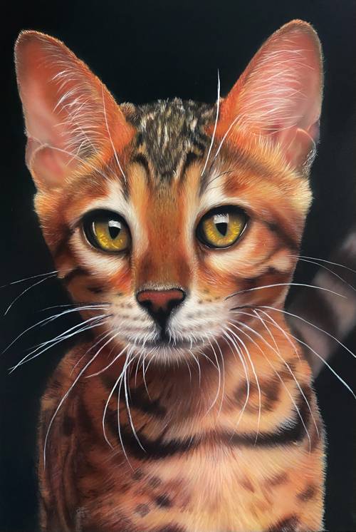 Portrait of a cat-pet あなたの作品が壁にかかっているイメージ