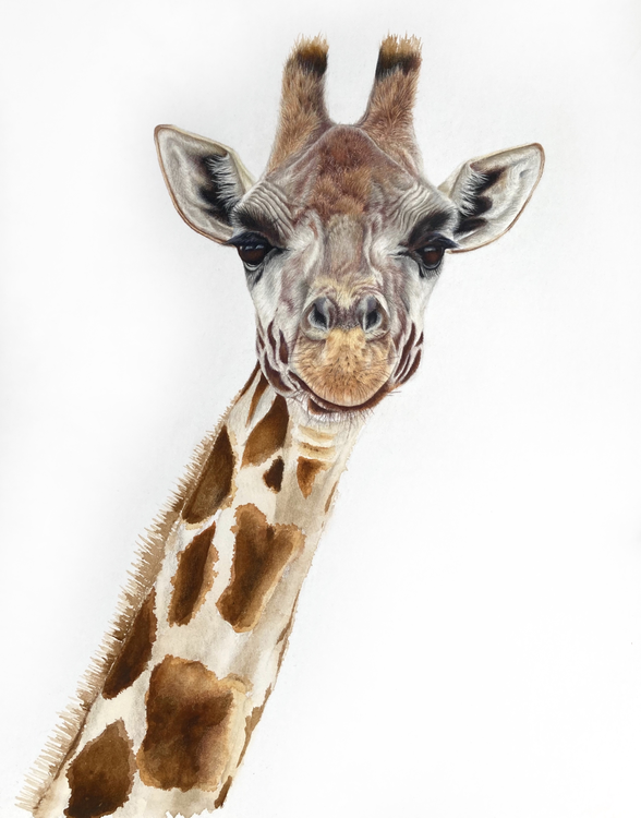 Giraffe Image of your art work hanging on the wall