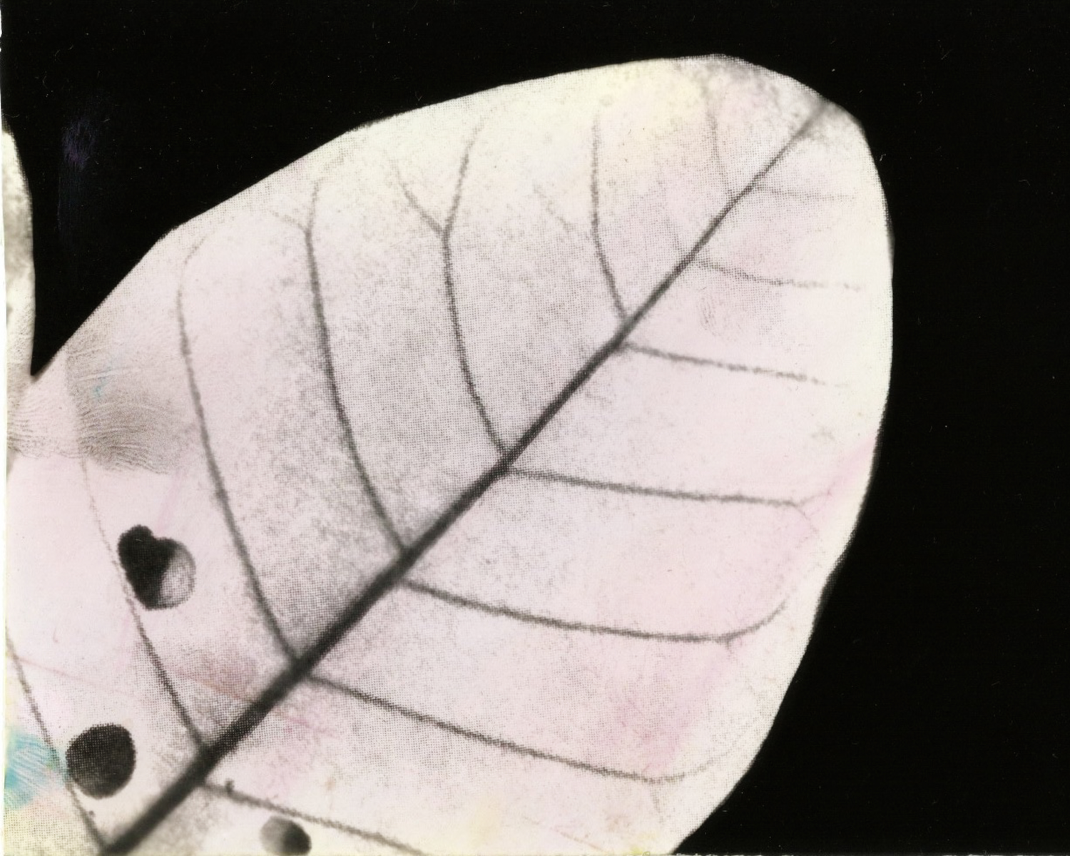 Plant Photogram Image of your art work hanging on the wall