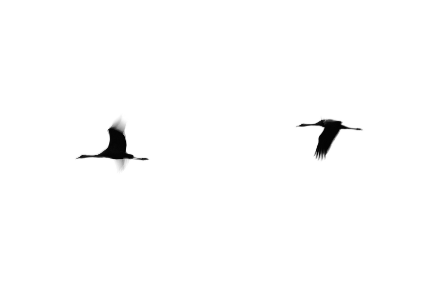 Crane(s) II | Limited Edition Fine Art Print copy 1 of 10 | 45 x 30 cm あなたの作品が壁にかかっているイメージ