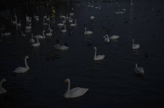 Swan Lake. あなたの作品が壁にかかっているイメージ