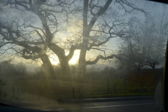 Car window, trees and light. あなたの作品が壁にかかっているイメージ