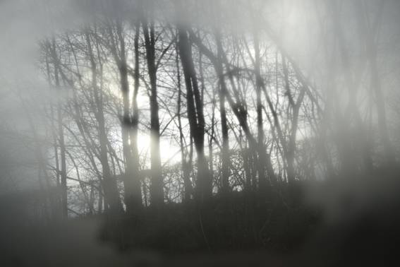 Train window, forest あなたの作品が壁にかかっているイメージ