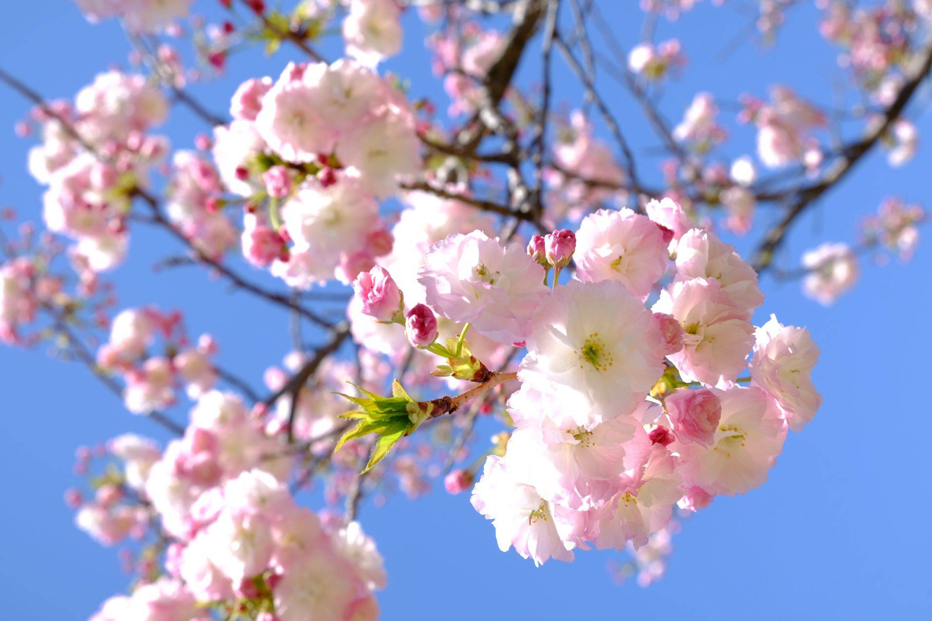 peach blossom Bild Ihres Kunstwerks an der Wand