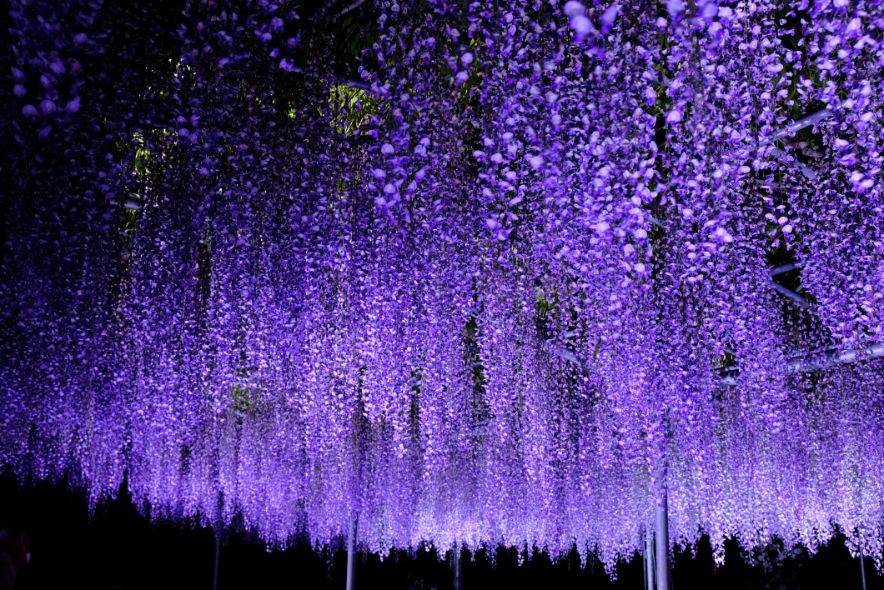 wisteria flower Image of your art work hanging on the wall