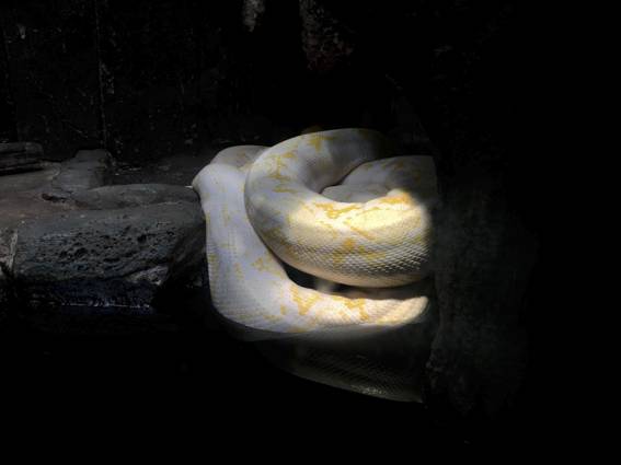 White Snake Bild Ihres Kunstwerks an der Wand