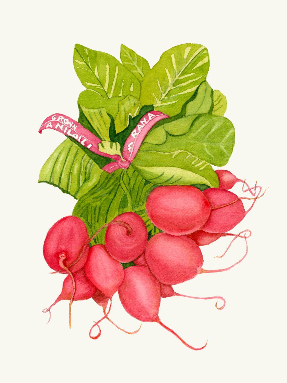 TRIPLE Radish Bunch
