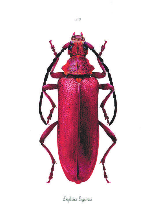 N°7 - Enoplederes Sanguineus Image of your art work hanging on the wall