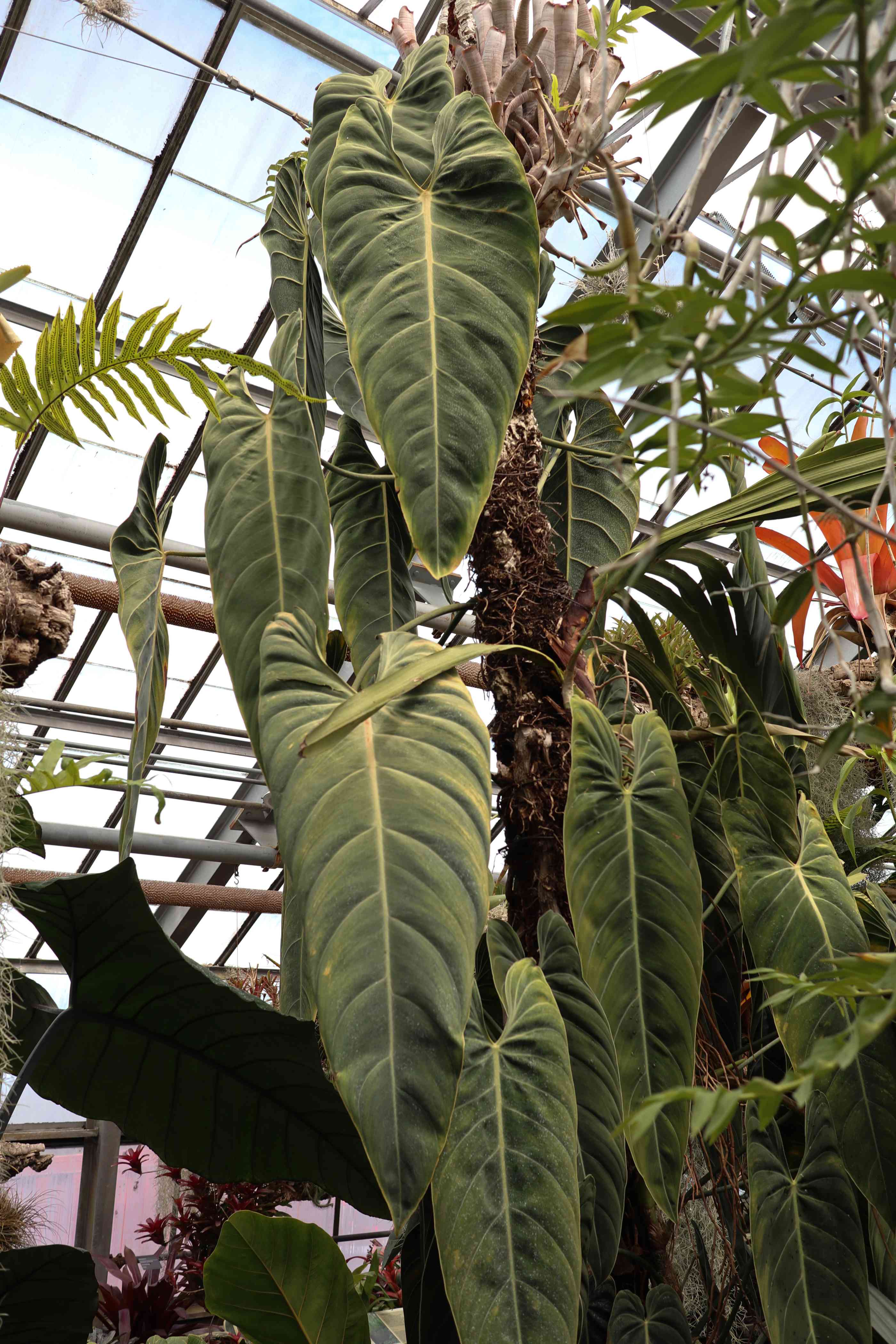 Not a Plant But a Tree Bild Ihres Kunstwerks an der Wand