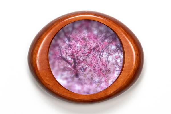 稲田 貴志 てるえの枝垂れ桜 英語 Weeping Cherry Tricera トライセラ